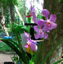 Sprookjestuin vol orchideeën