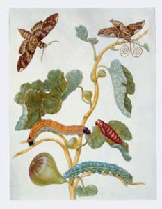 mariasibylla-merian1.jpg