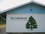 cederboom.jpg