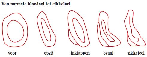 die_andere_bloedcel_1.jpg