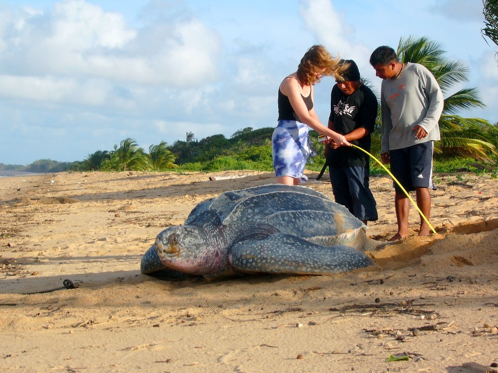 Zeeschildpadden van de leg