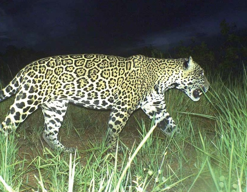 Baanbrekend jaguar-onderzoek in Guyana