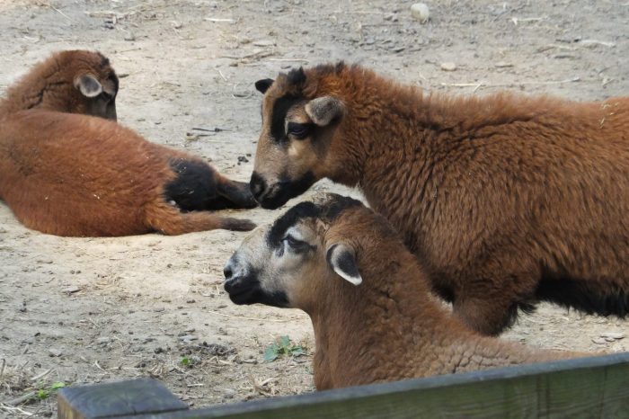 Opinie: Wit zand en zwarte schapen - Parbode Sneak Peek