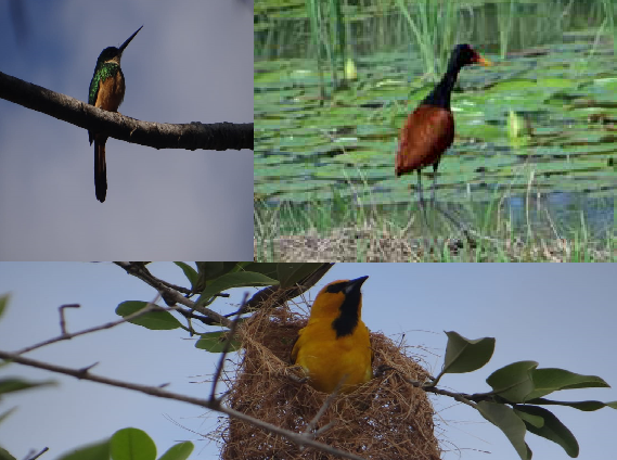 Wilde vogels in Paramaribo - Parbode Sneak Peek